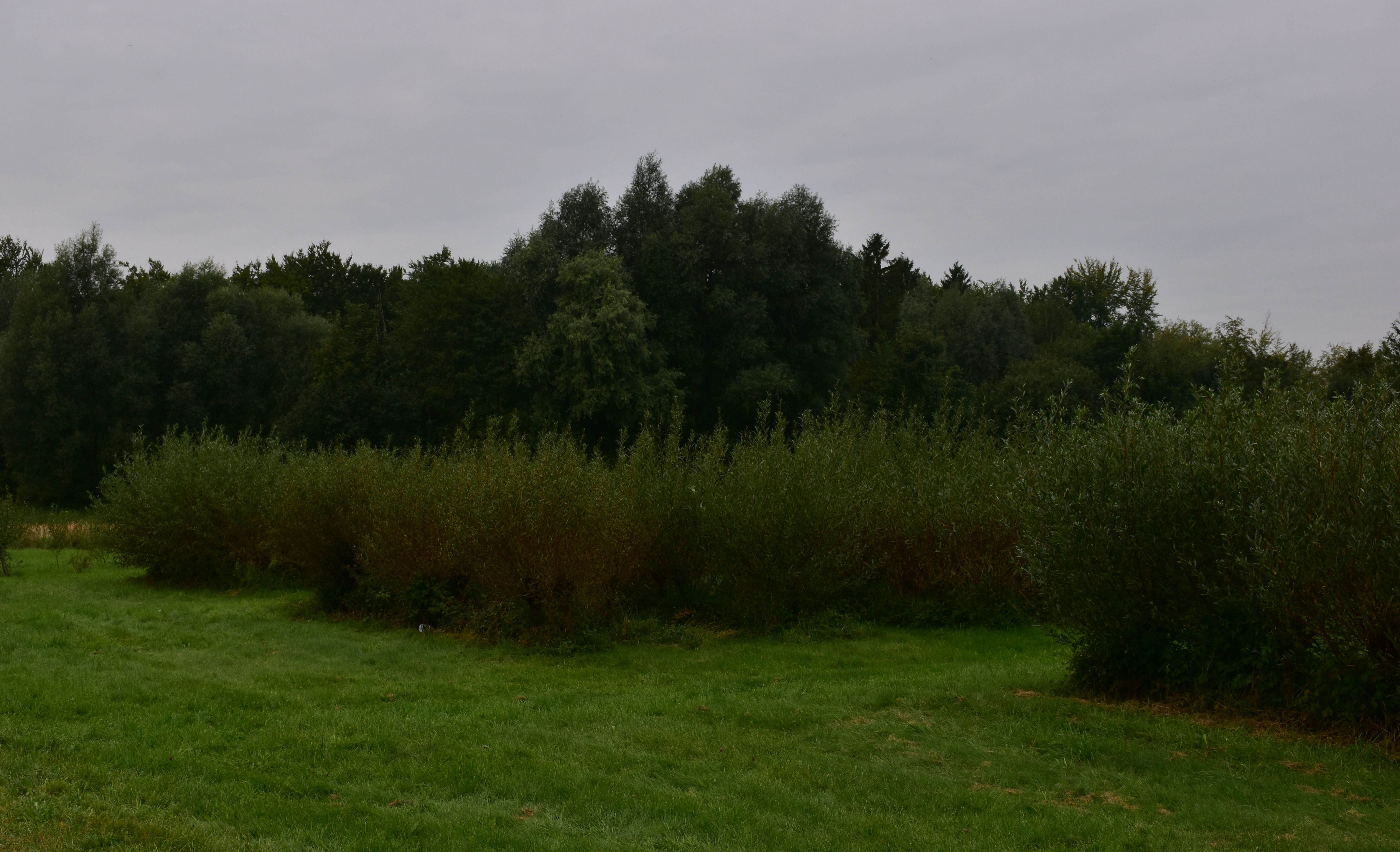 Salix pentandra - L. Kragt